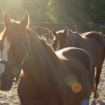 Everything you need to know about horse therapy