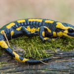 Humans have salamander-like ability to regrow cartilage in joints