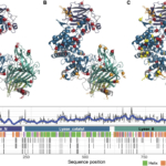 Re-engineered enzyme could help reverse damage from spinal cord injury and...