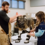 Military dogs at Premier Rehab Center do push-ups and yoga