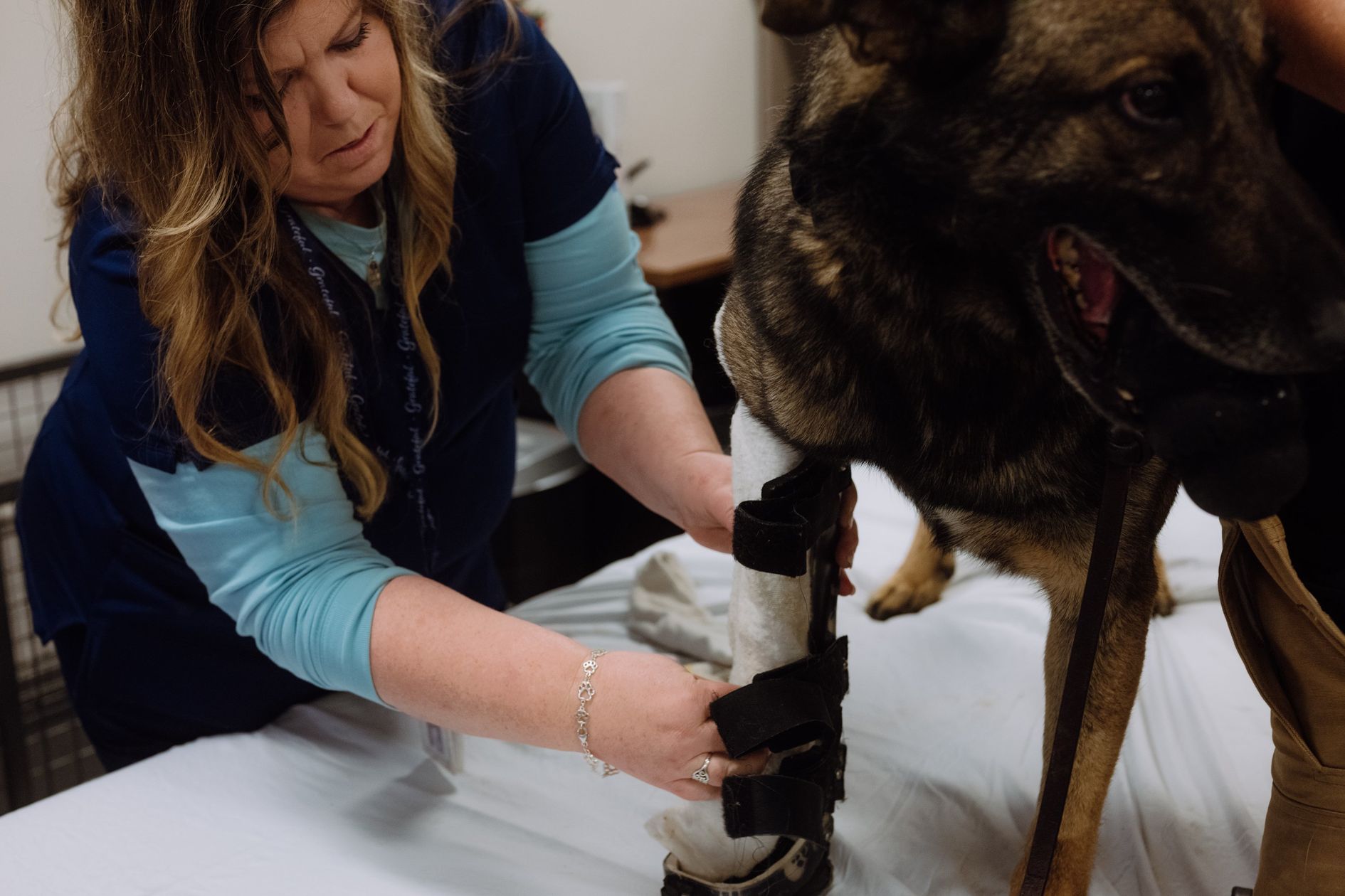 Military dogs at Premier Rehab Center do push ups and yoga